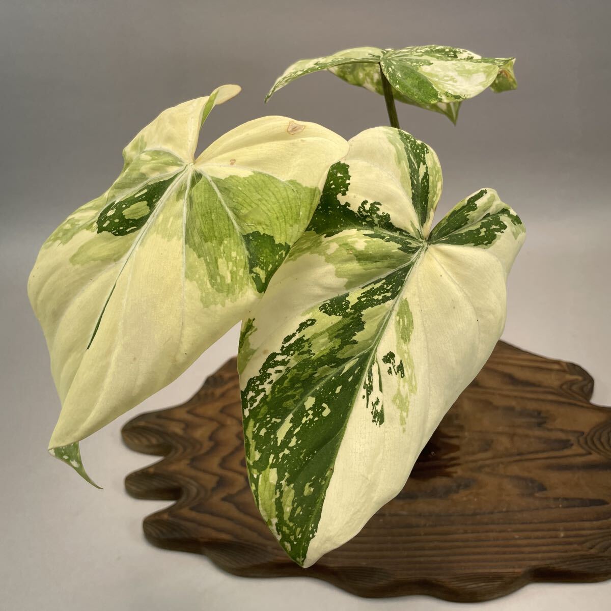 配送 【真作】掛軸 滝景山水図 水墨美と彩色の調和 涼を呼ぶ掛物 合箱