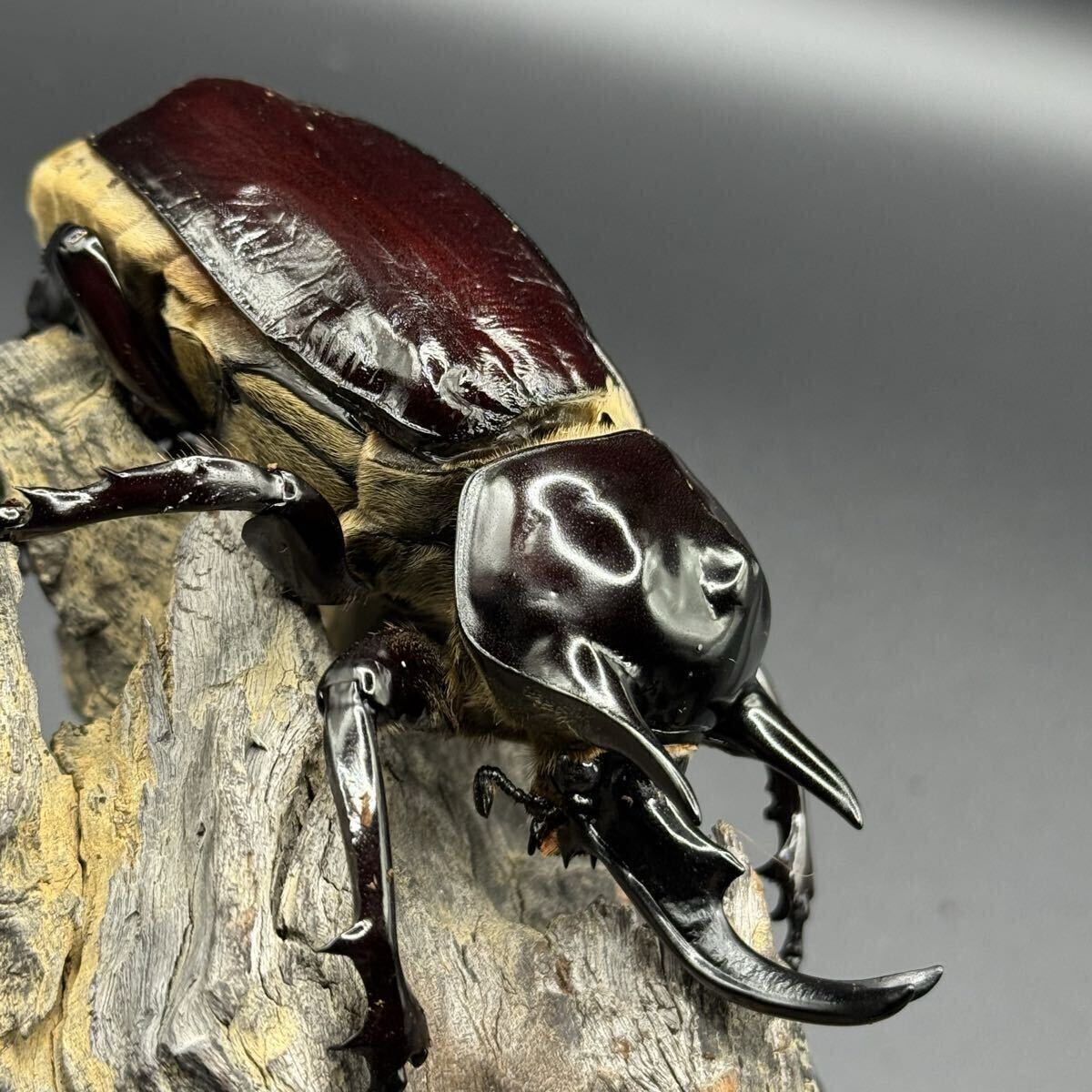 ボリビア産・ヤヌスゾウカブト [ヴァズデメロ]新成虫 [未使用・未後食