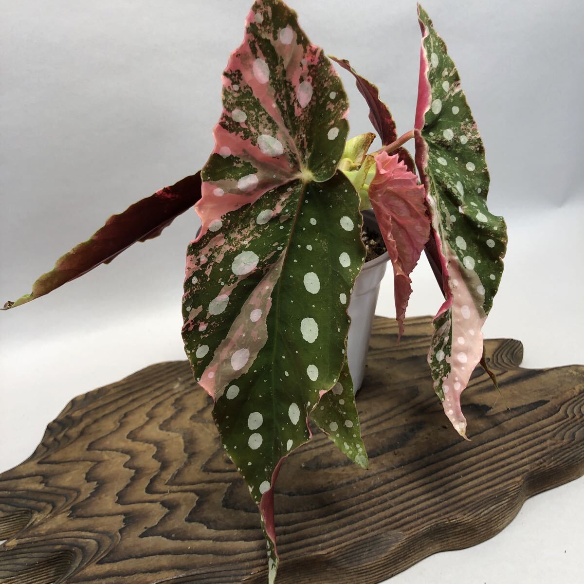 Begonia Maculata Pink ストア Variegated ベゴニア マクラータ ピンク