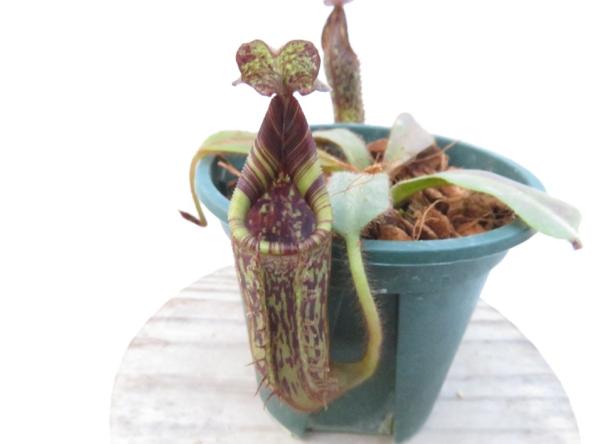 松*豊様 未開栓/ウイスキー/コニャック/6本 まとめ売り 古酒