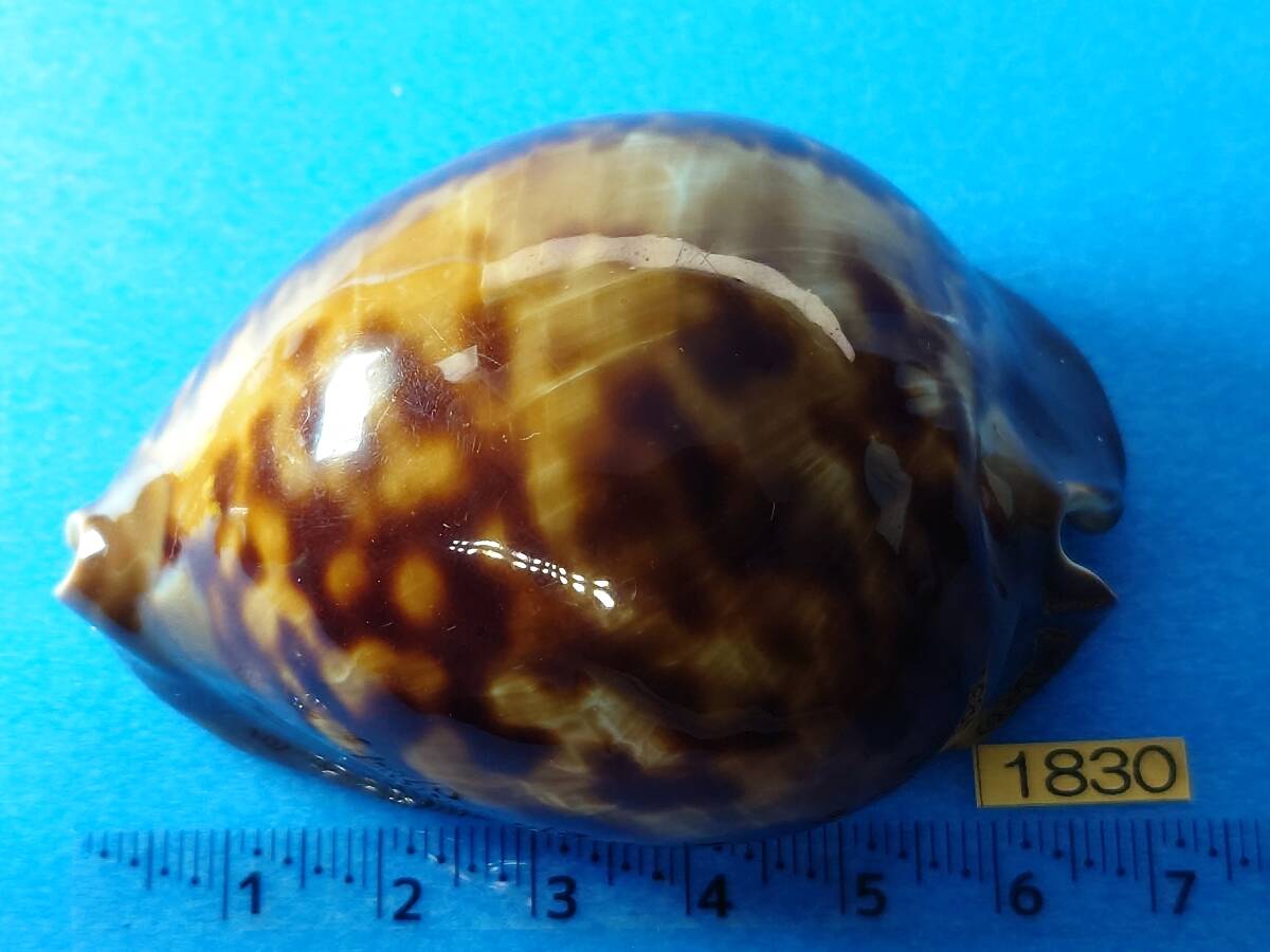 1830＊ビードロダカラ＊貝標本＊70mm ショップ Yahoo!オークション
