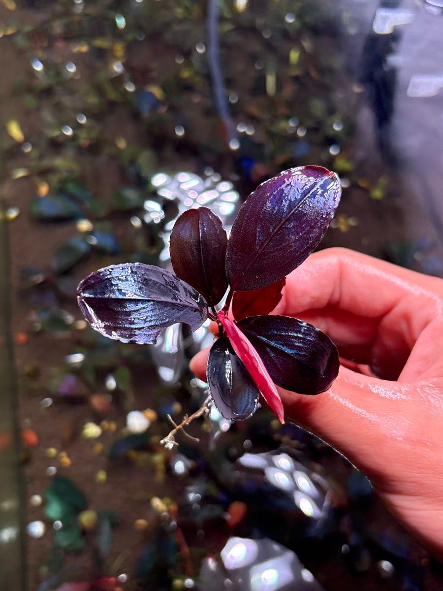 ブセファランドラ シラットサークル｜Yahoo!フリマ（旧PayPayフリマ）