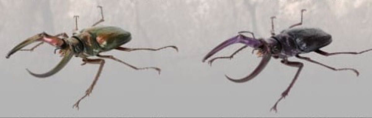 フェイスタメルシワバネクワガタ全2種 いきもの大図鑑 くわがた10