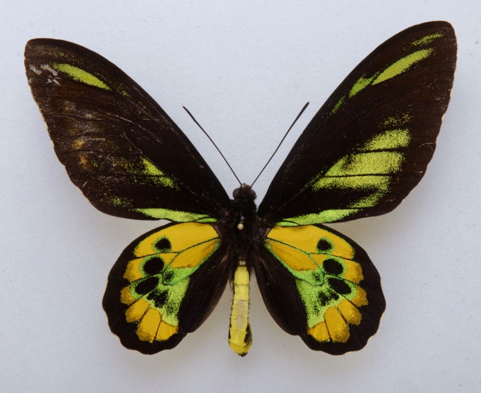 異常型☆オビトリバネアゲハ♂標本☆前翅中室黒状帯抉られ型☆深緑色