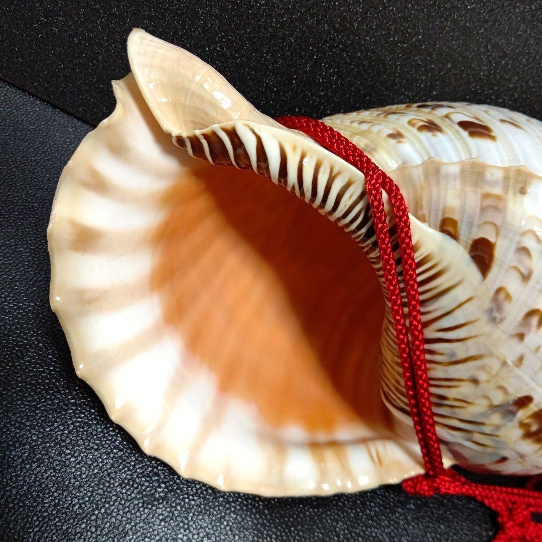 法螺貝38.5㎝貝袋付1242g38000円山伏修験