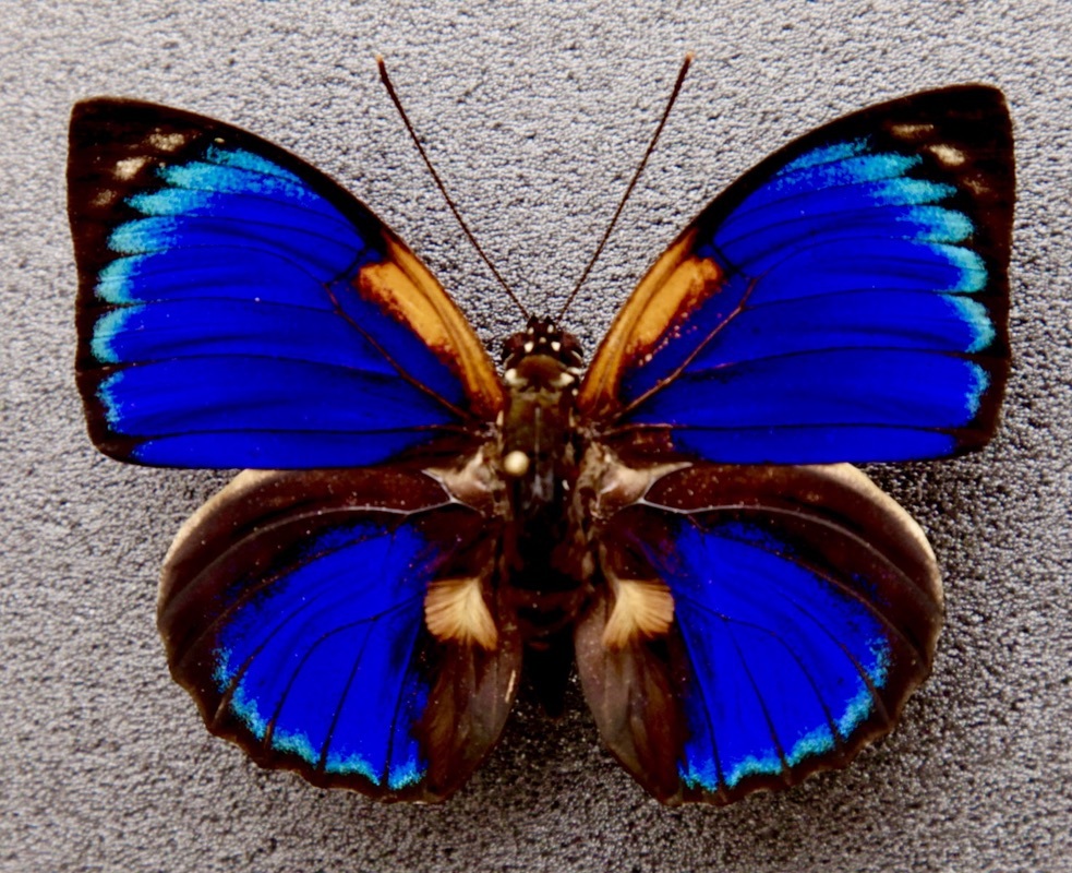 蝶標本 アグリアスxプレポナハイブリッド 大型