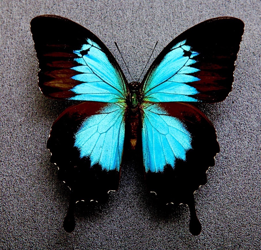 オオアカボシウスバ♂/青海省.安固灘産/58.6mm 外国産蝶標本オオ