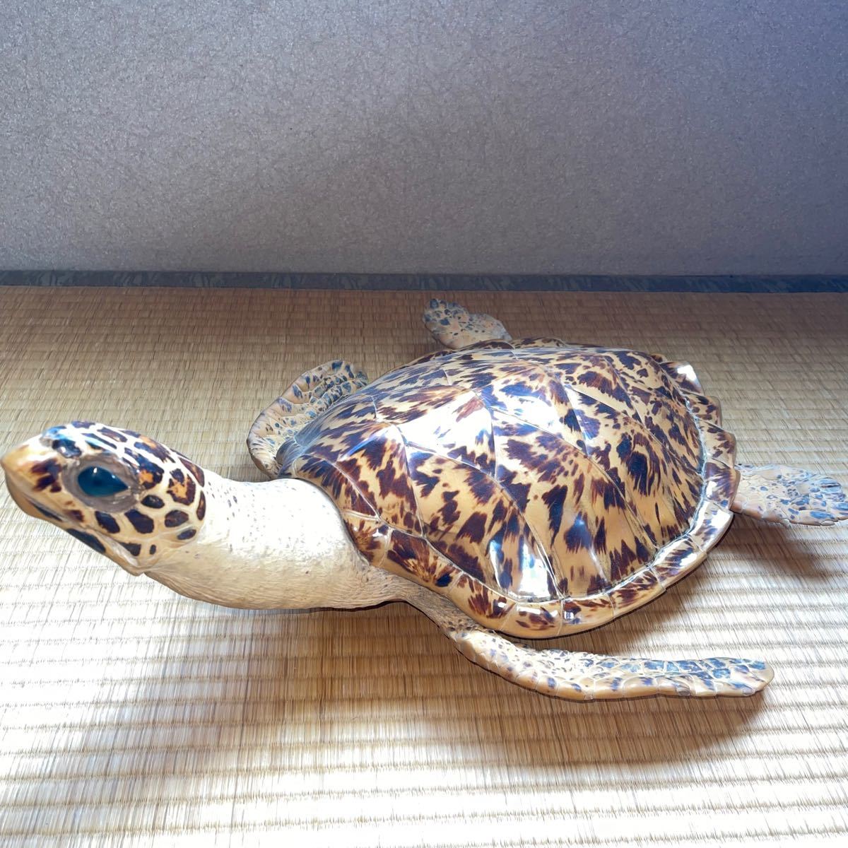 セール 亀の剥製 タイマイ 国際希少動植物種登録済み タイマイ