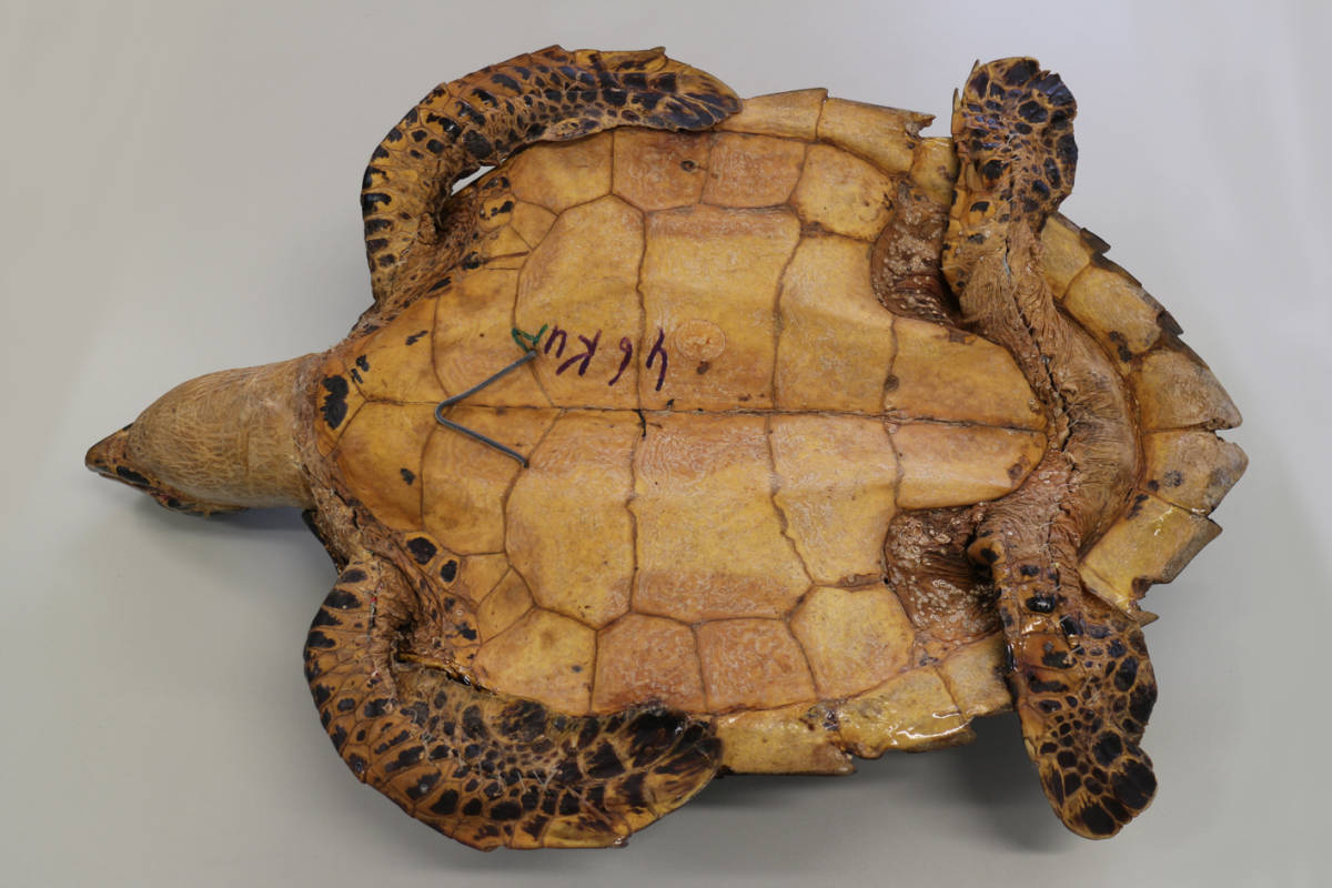 タイマイ剥製 べっ甲 鼈甲 ベッコウ 海ガメ 海亀 剥製 希少品 2｜Yahoo