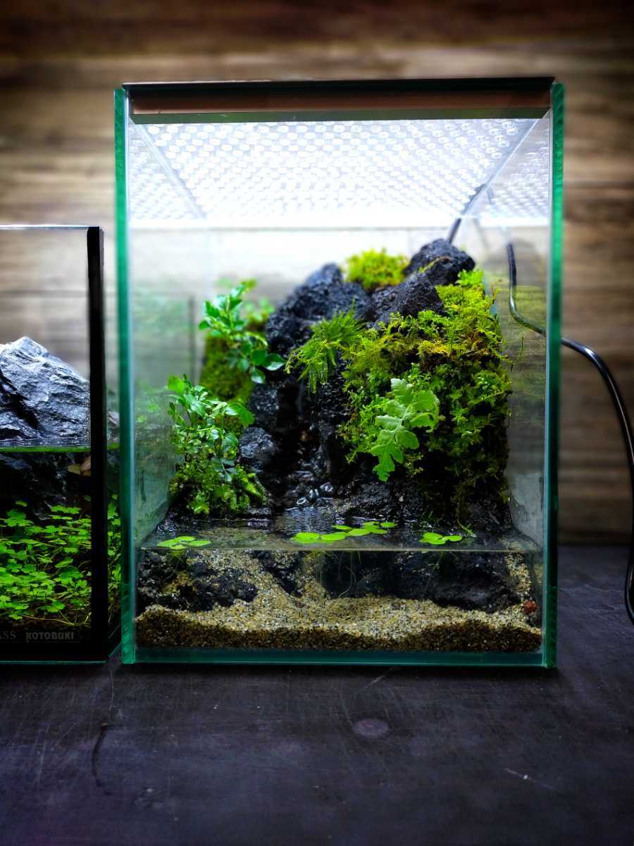 滝の流れるアクアテラリウム 龍王石 盆栽 No.1087 Bon様】アクア