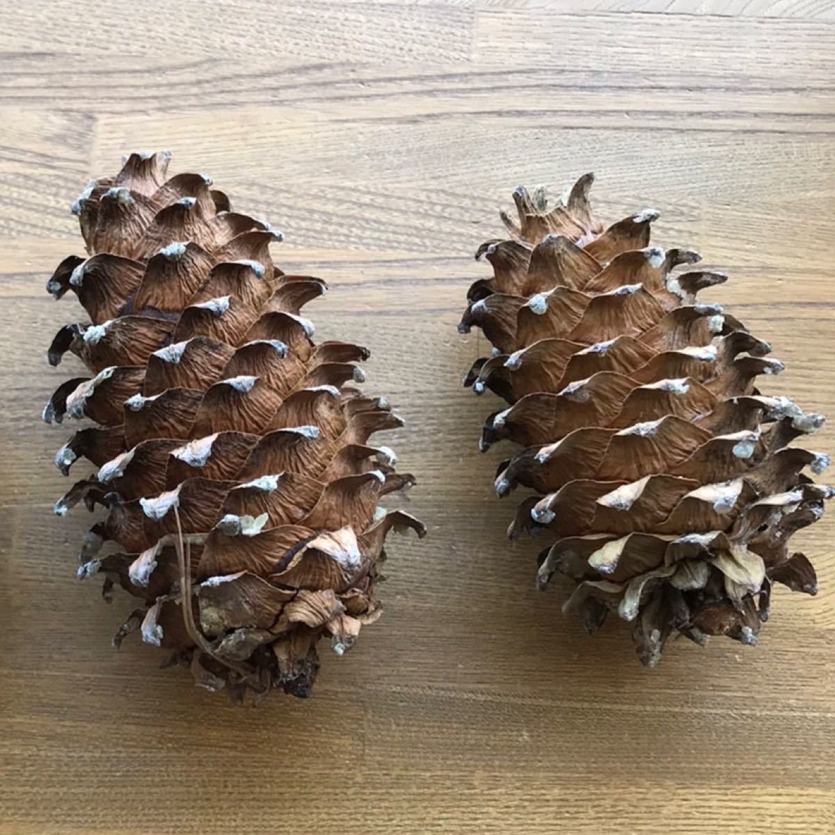 北海道十勝産 朝鮮五葉松 殻付き松の実 1kg｜Yahoo!フリマ（旧PayPay