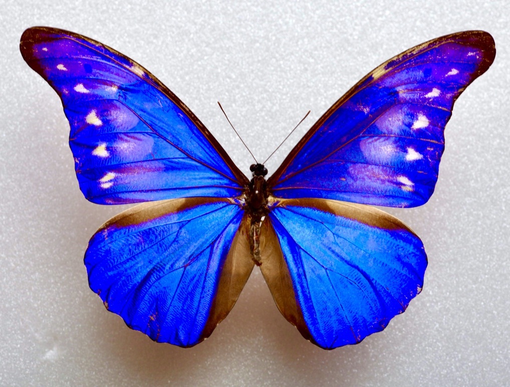 外国産蝶標本 スルコウスキーモルフォ A-♂ ペルー 産