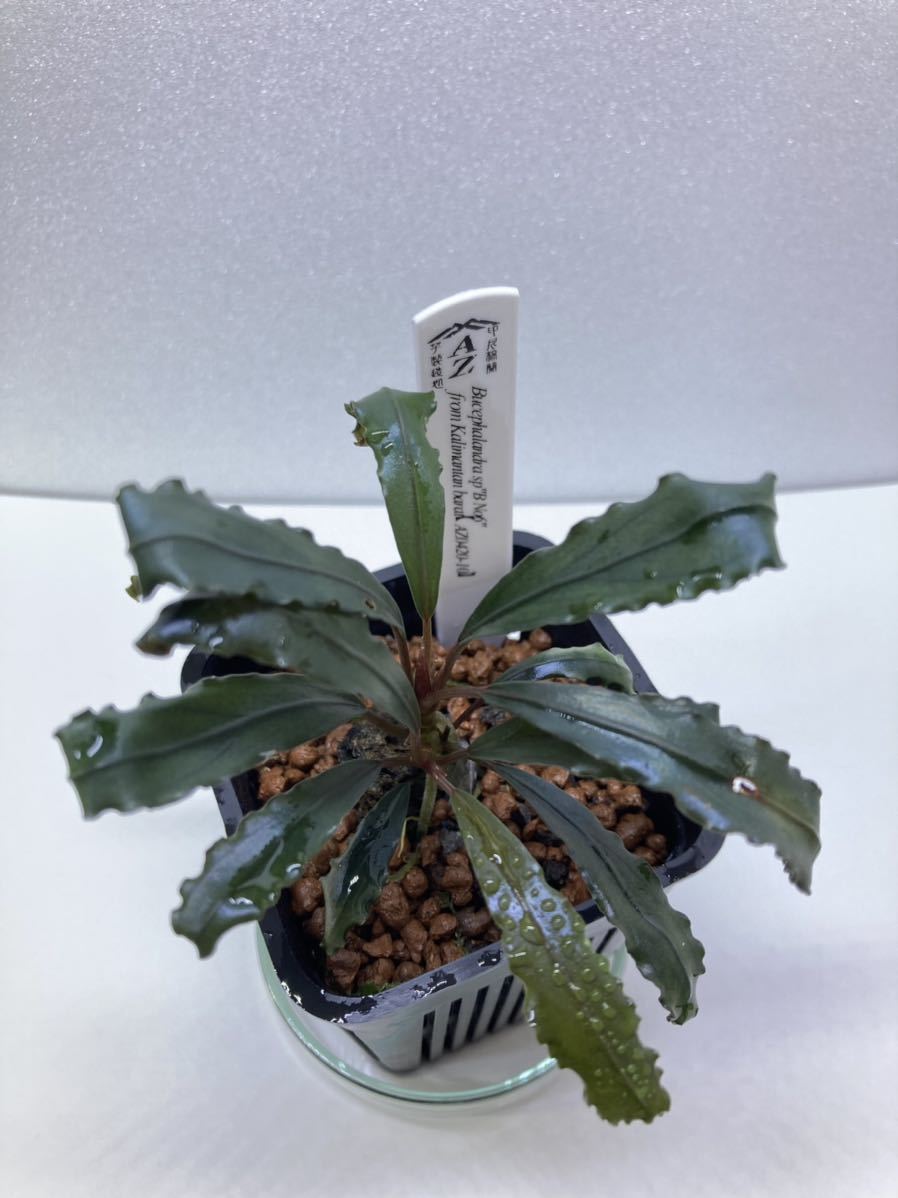 AZタグ付き】ブセファランドラ Bucephalandra sp. B オファー No6 AZ便
