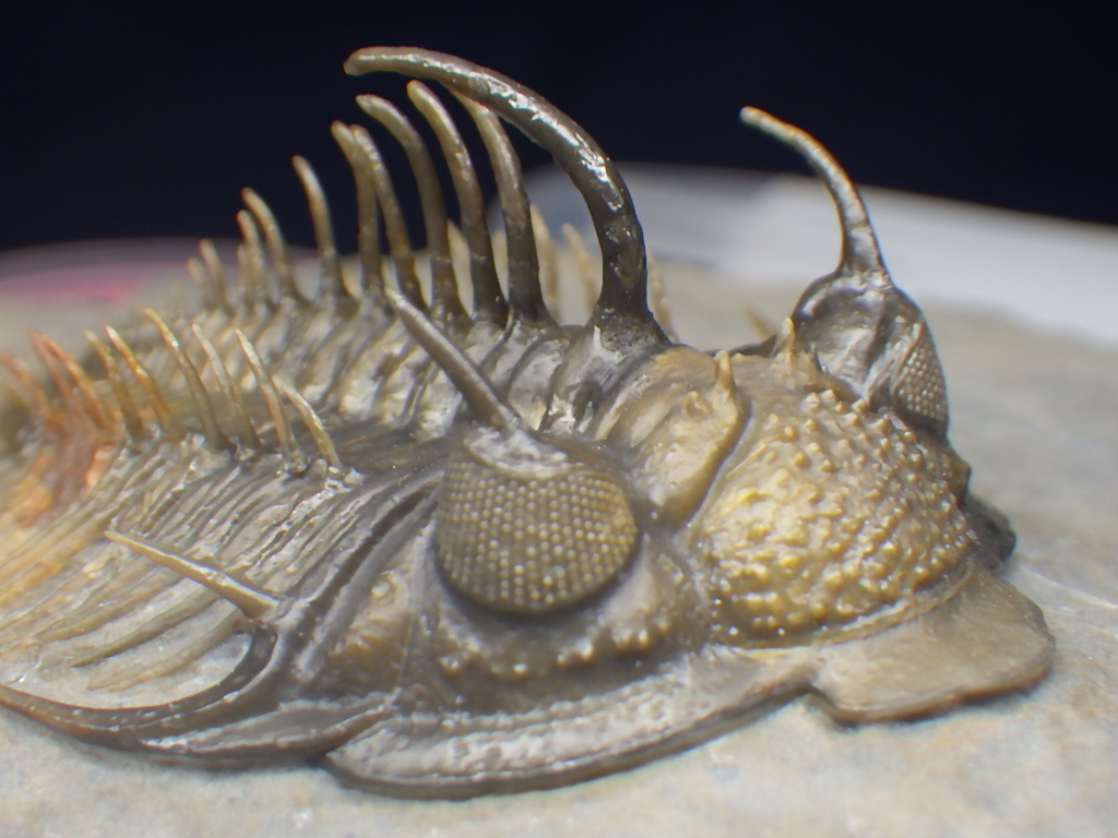 超棘棘！【Comura bultyncki】三葉虫 化石標本☆trilobite