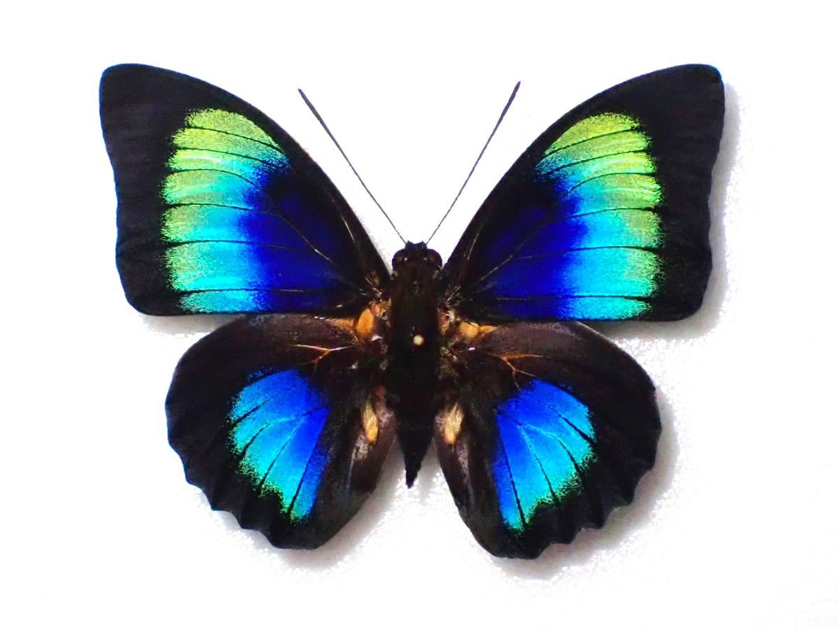 アグリアス・ファルキドン・フルニエ 赤型 蝶標本 昆虫標本 アグリアス