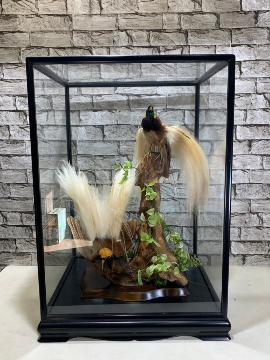 剥製 極楽鳥の値段と価格推移は？｜5件の売買データから剥製 極楽鳥の