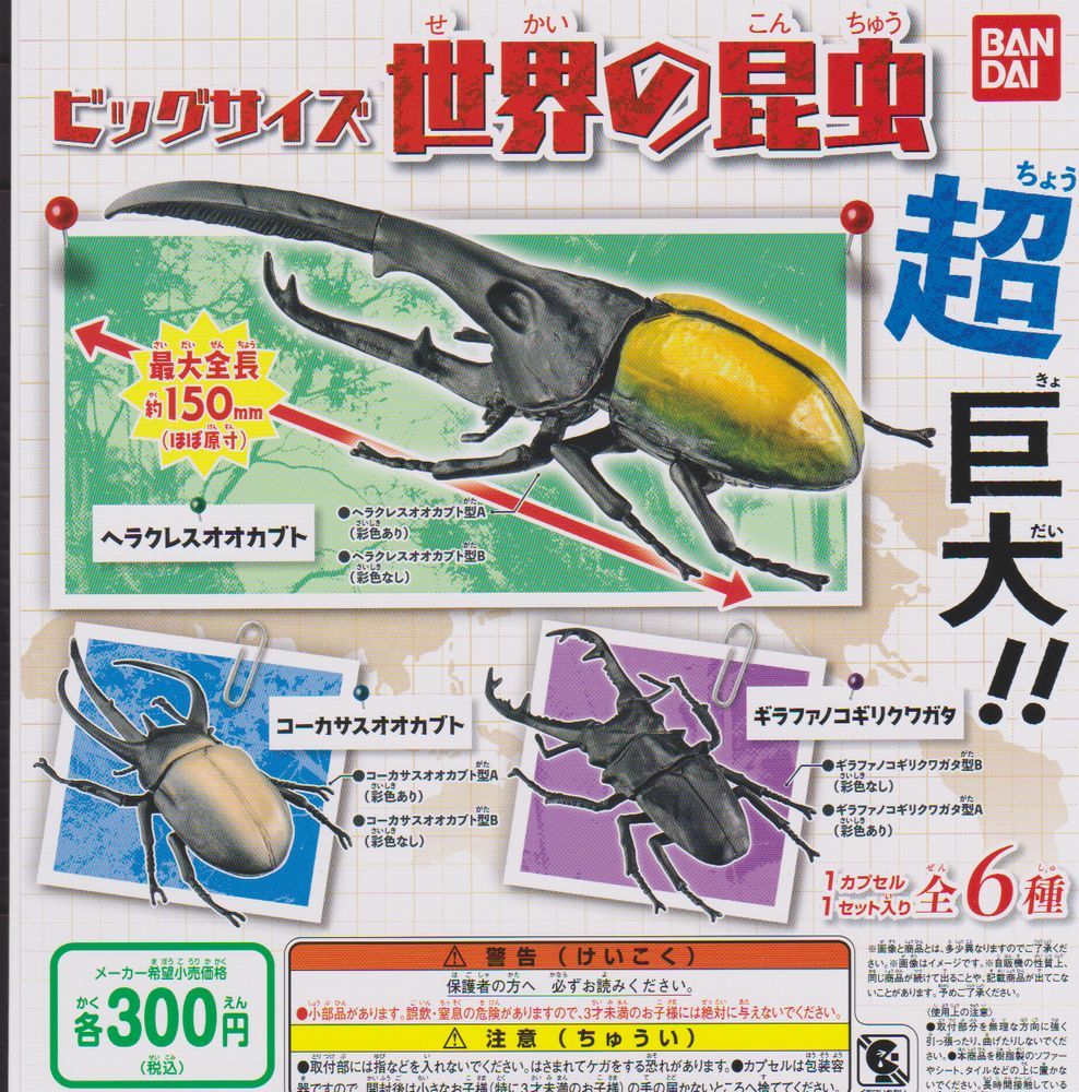 昆虫標本セット（4体） ヘラクレスオオカブト マンデイブラリス