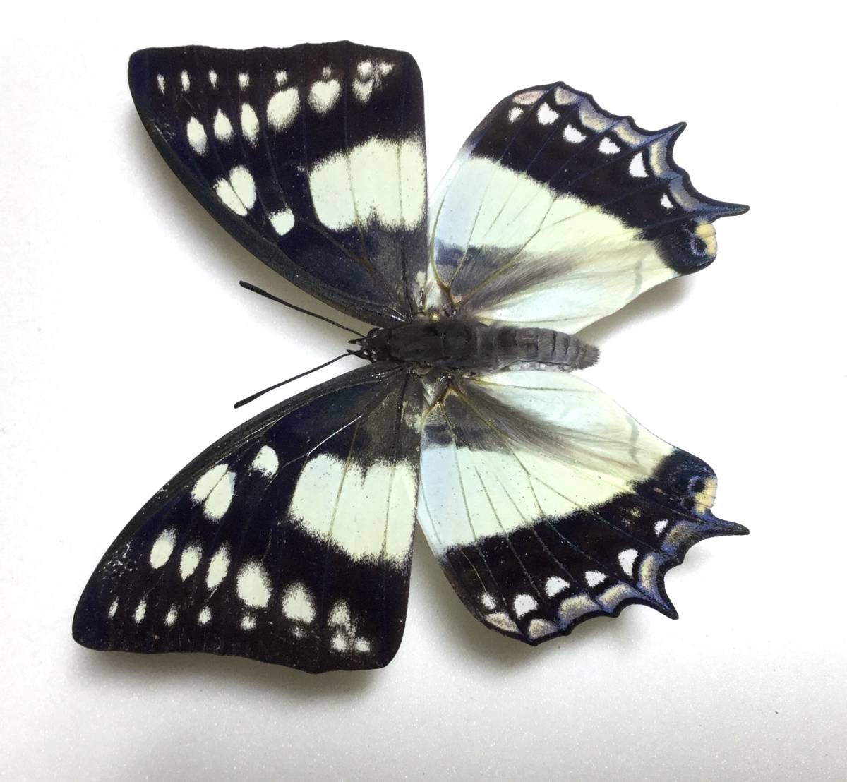 コレクション ☆蝶 標本 鹿児島県奄美大島産 フタオチョウ雌 採集品 蝶