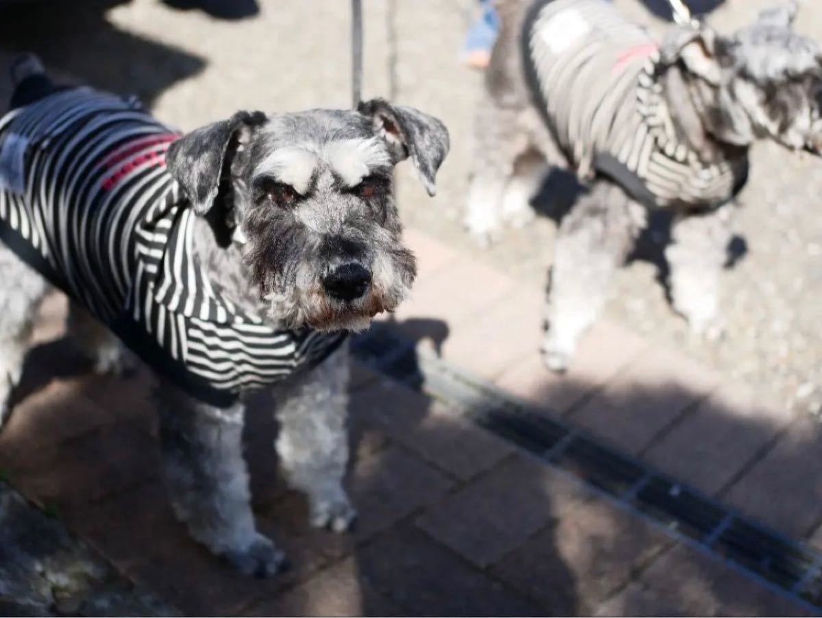 大阪熊ペットカート 分離型 グレー 中小型犬 「BELLO」のロゴ