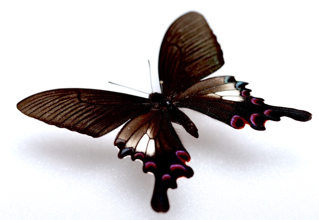 ☆Keti☆シナカラスアゲハ♂♀ 標本☆雲南省中国産78mm・104mm ☆Keti