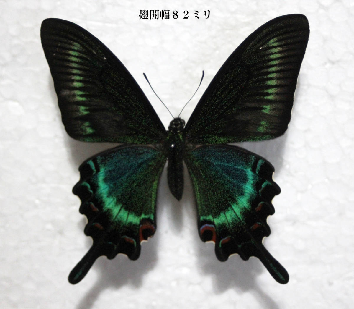 蝶標本 大珍品‼️異常型❗️カラスアゲハ♂ 北海道産 採集品❗️ 蝶