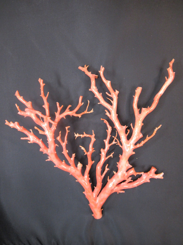 サンゴ原木 約22cm サンゴ原木 約22cm サンゴ原木 約22cm 2025年最新