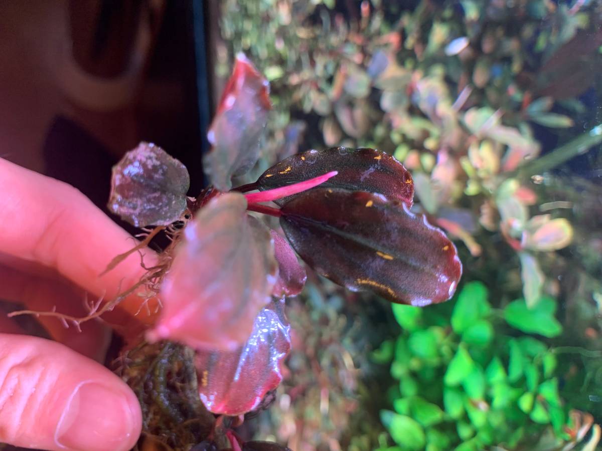 陰性水草の王様的存在Pink Variegata +ティアブルー 陰性水草の王様的