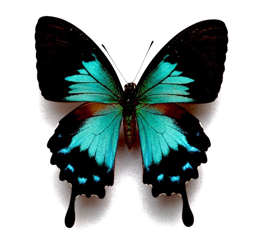 ヒメオオルリアゲハ ♂♀標本 77/78mm ☆ニューカレドニア産☆野外大型標本