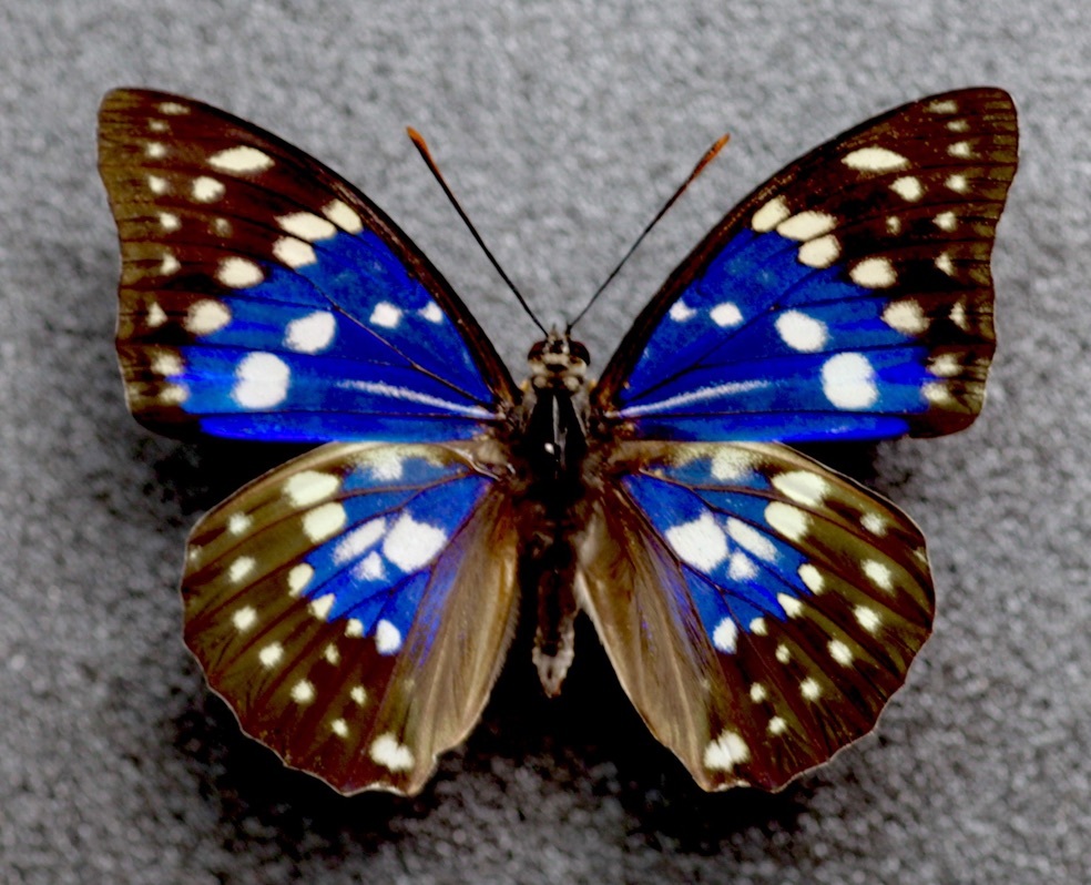 Yahoo!オークション - 国産蝶標本 オオムラサキ（モルフォ型＋スギタ