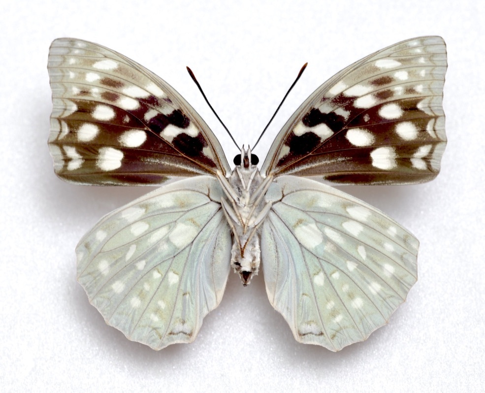 Yahoo!オークション - 国産蝶標本 オオムラサキ（モルフォ型＋スギタ