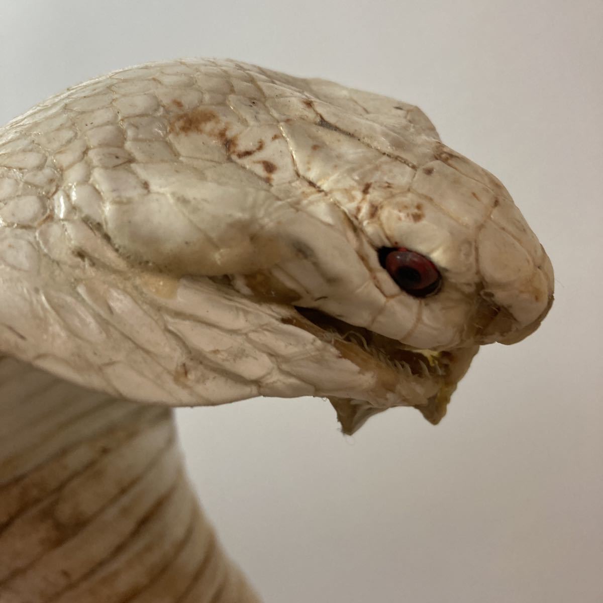 Yahoo!オークション - コブラ対マングース剥製 標本