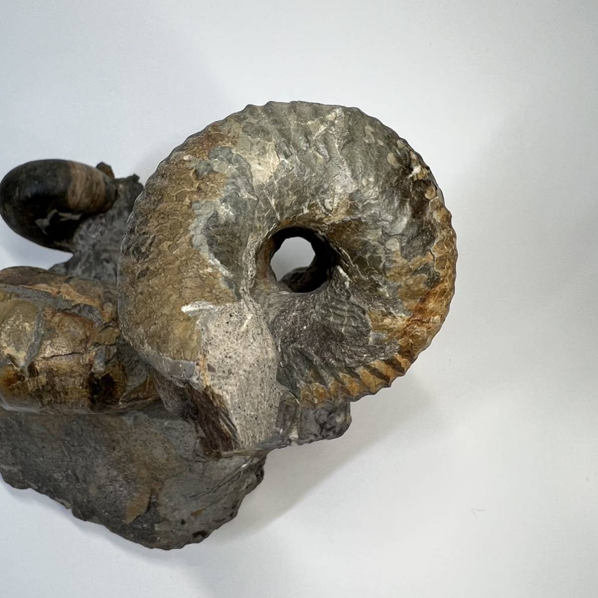 北海道初山別村産 クモヒトデ化石 密集標本 貴重標本 化石 【公式通販】