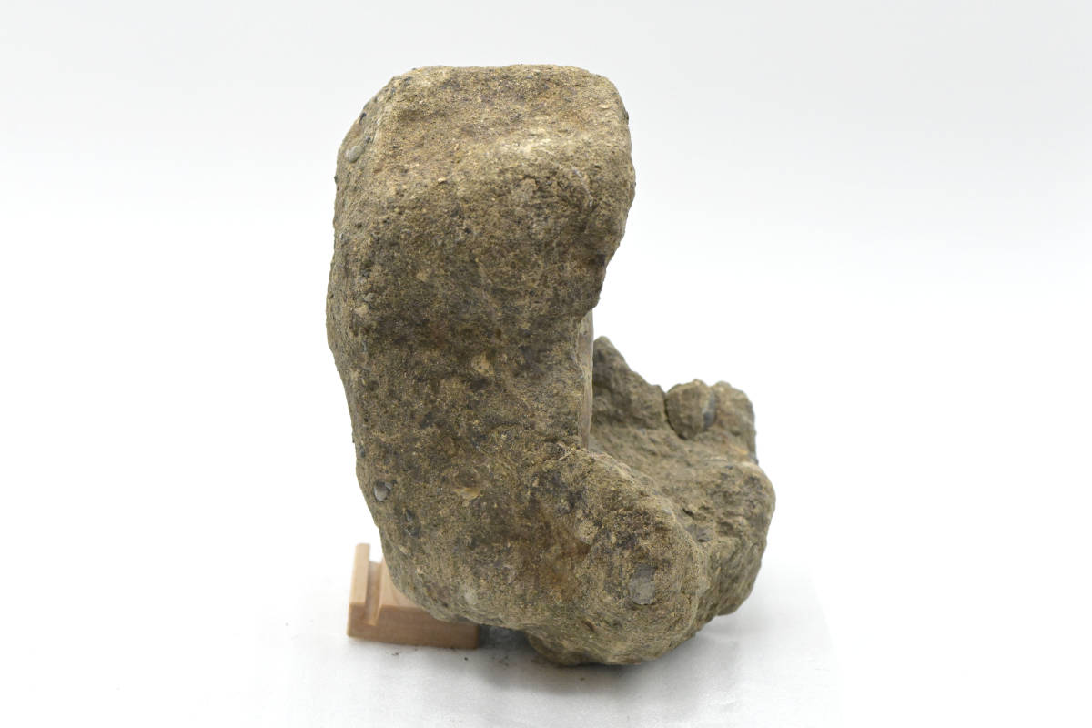 現状品】希少！ 北海道浜中町産アンモナイト化石（大） ゴードリセラス