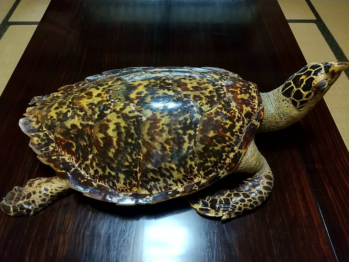 タイマイ べっ甲亀 剥製 国際希少野生動植物種登録票有 タイマイ剥製