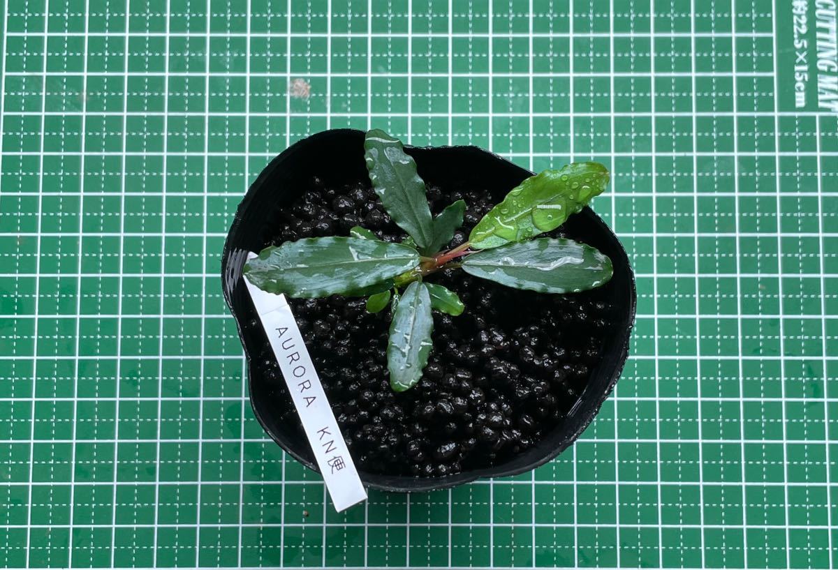 かに】ブセファランドラ sp. オーロラ kn便 かに】ブセファランドラ sp