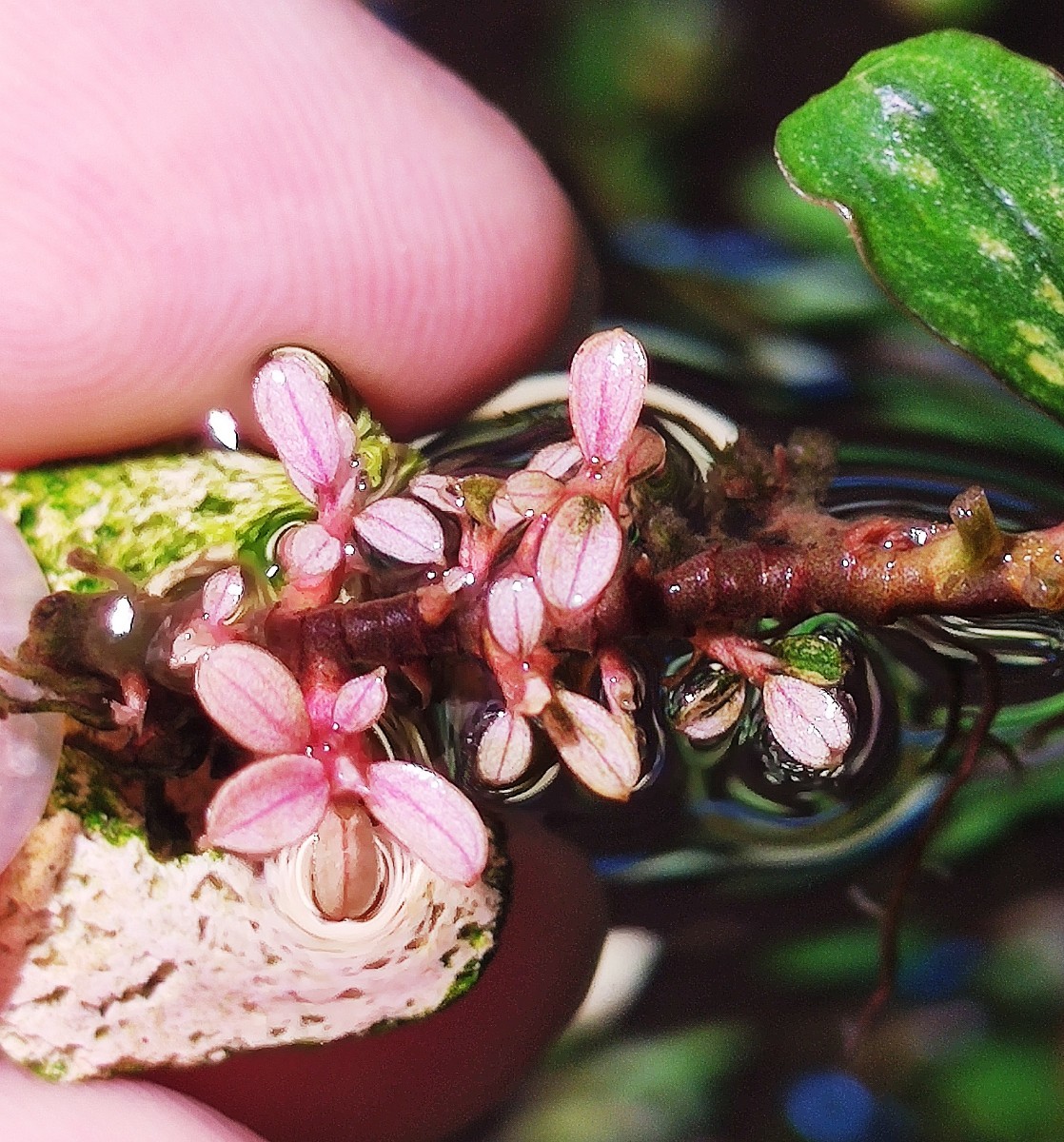 ブセファランドラsp.ピンクバリエガータ ブセファランドラsp.ピンク