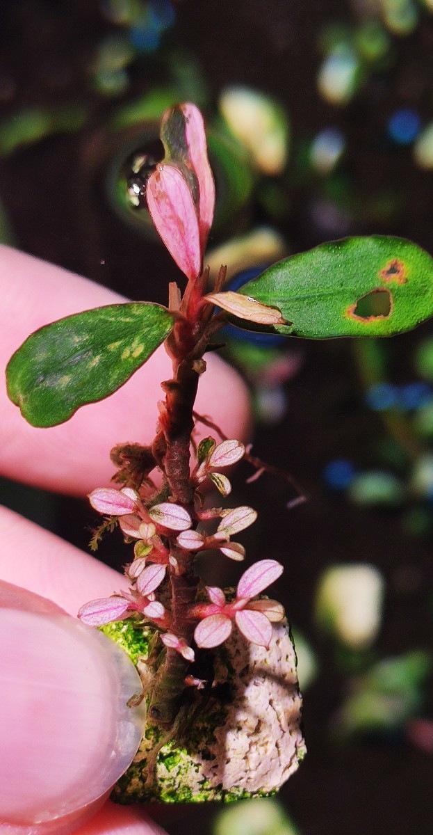 ブセファランドラsp. ピンクバリエガータい斑入り 水中葉