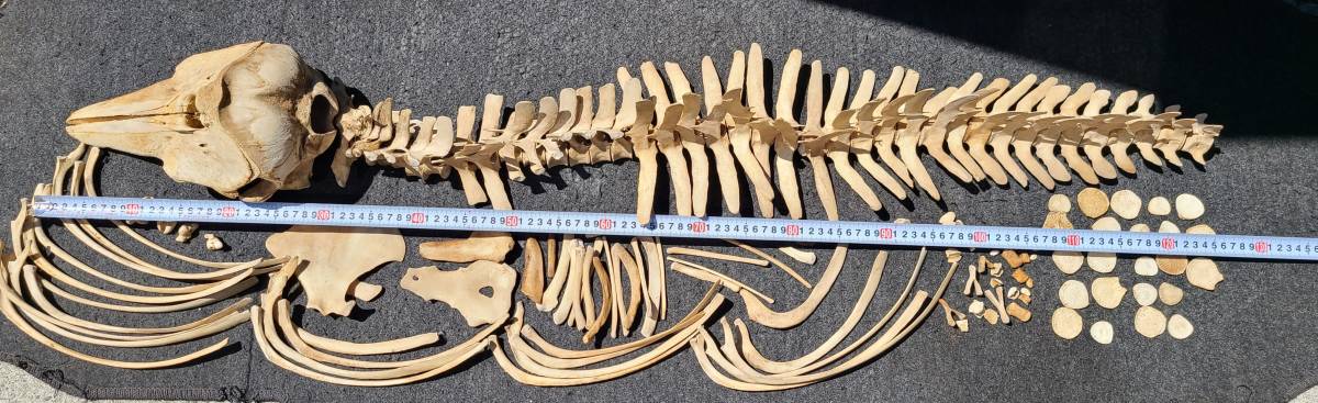 イルカの骨 骨格標本 イルカの骨 標本 【公式通販】