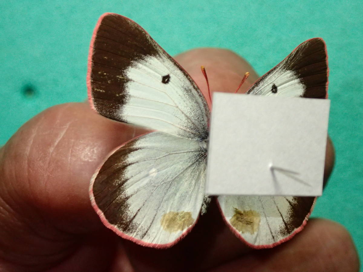 国産蝶標本 ミヤマモンキチョウ ペア 長野・群馬県産 規制前採集 天然