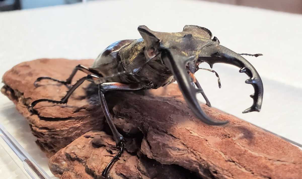 大型ミヤマ・大型エゾミヤマ・大型ノコギリ標本3点セット 【公式通販】