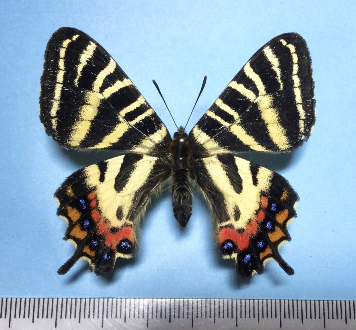 異常型・赤紋型】ギフチョウ（滋賀県・飼育品） 異常型・赤紋型