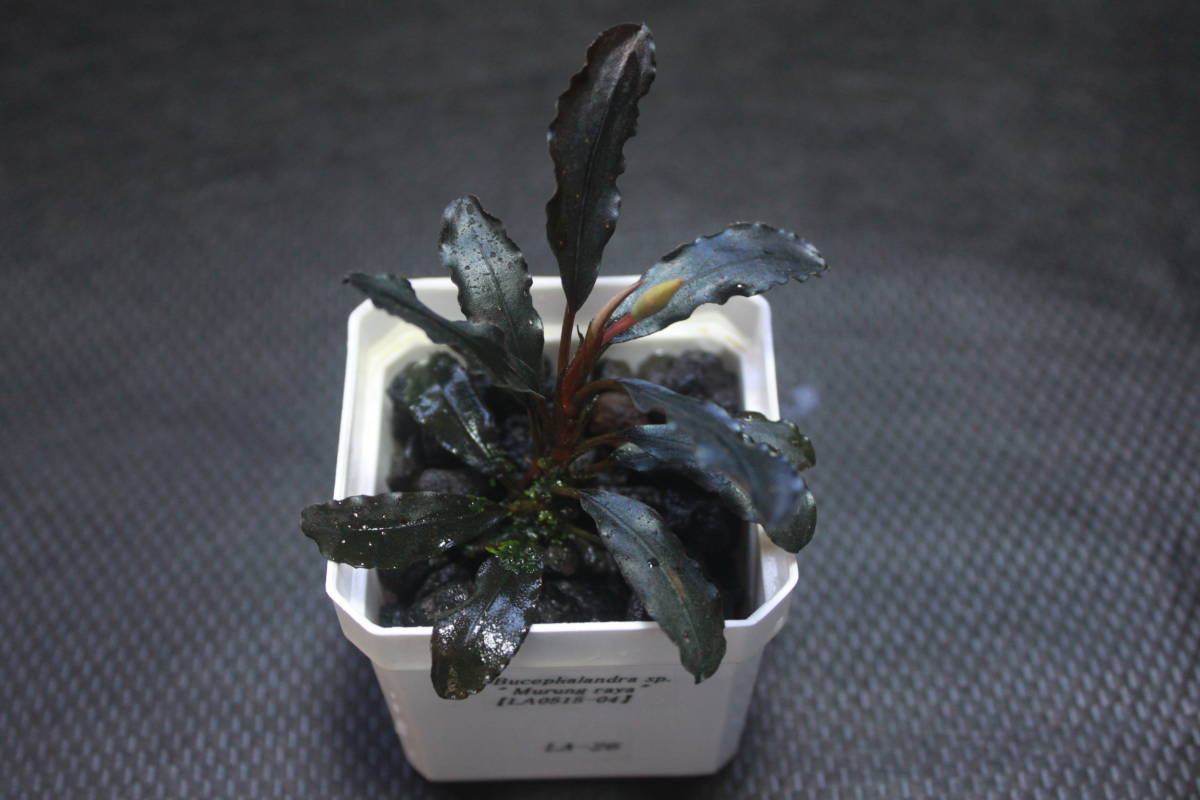 Yahoo!オークション - Bucephalandra sp." Murung raya" 【LA051