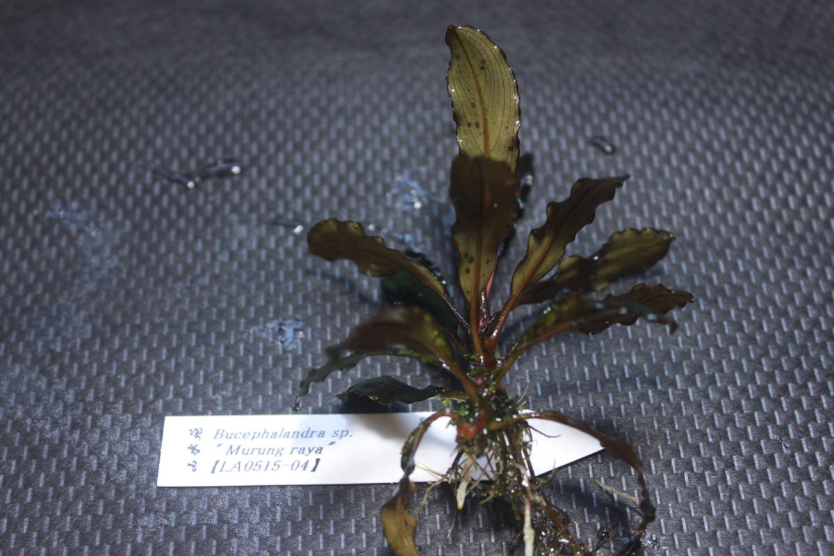 Yahoo!オークション - Bucephalandra sp." Murung raya" 【LA051
