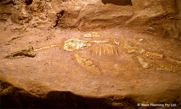 プレシオサウルスのヒレ骨 オパール 化石 標本 オーストラリア