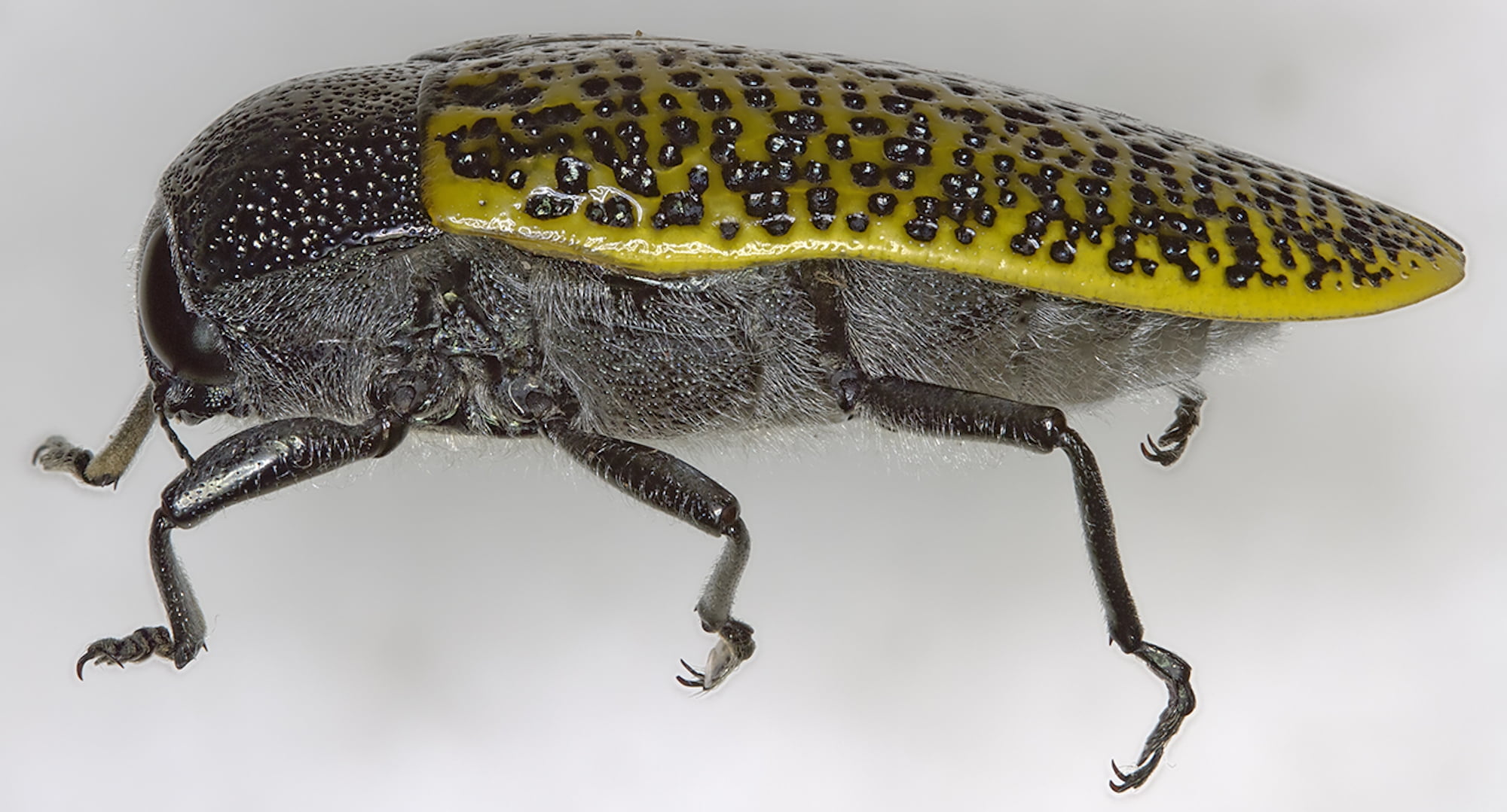 標本 Australia Stigmodera miranda 38mm Stigmodera (Themognatha