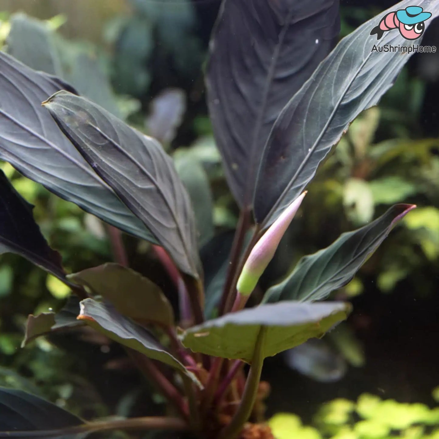 水草 Bucephalandra VarigataPink.BlackAngel Bucephalandra Black