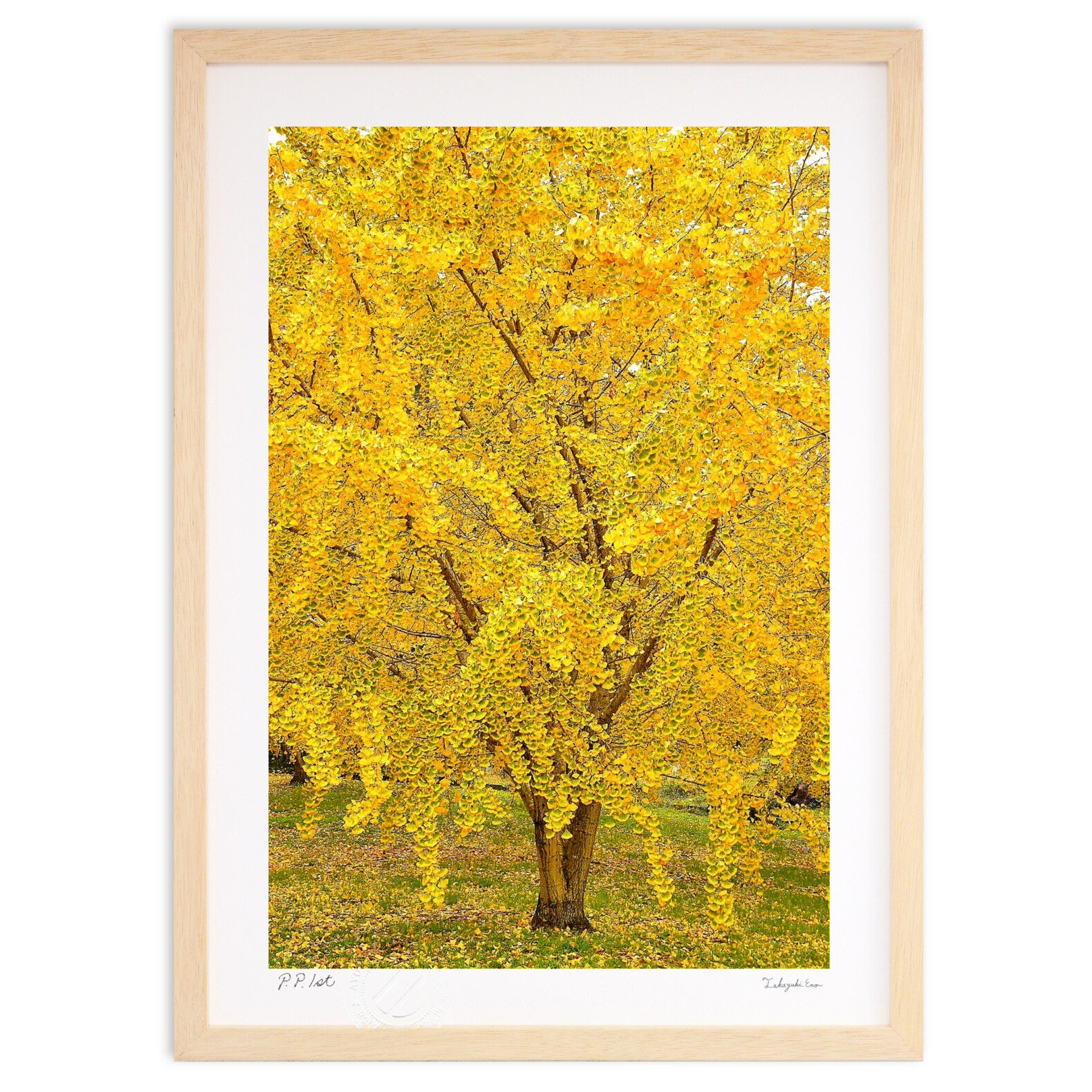 イチョウの木 – 絵画や壁飾り販売｜風景投稿販売あゆわら(R)