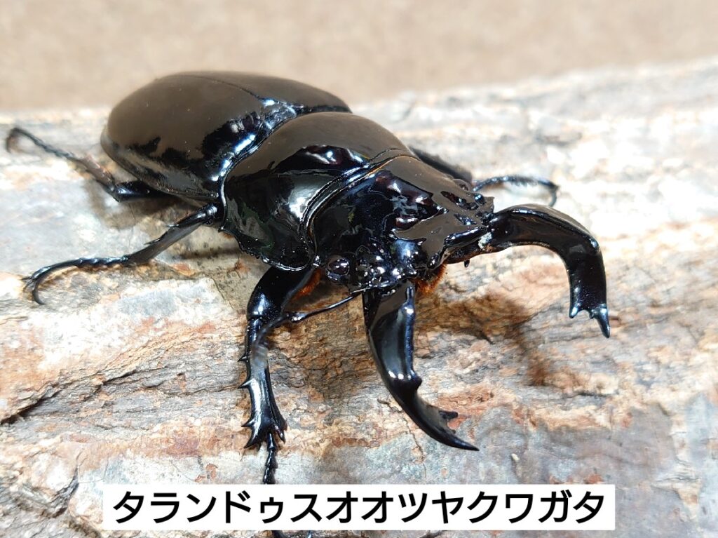 ネプチューンオオカブト タランドゥスツヤクワガタ アダー完結編