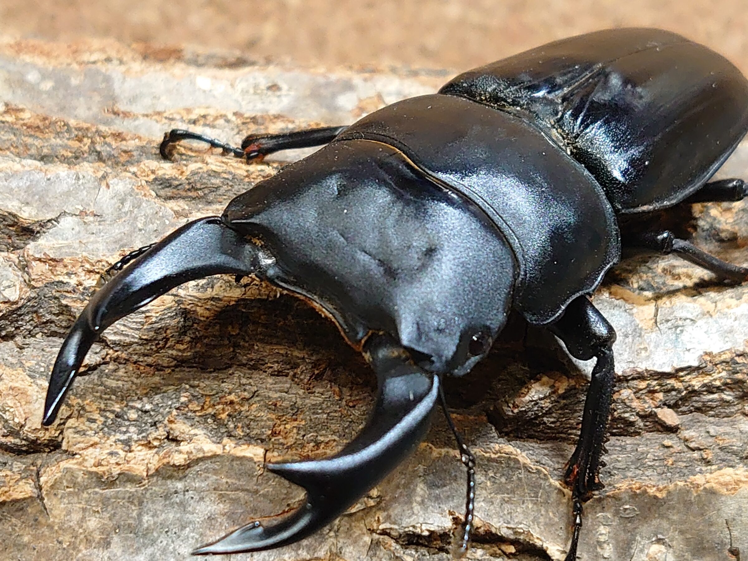 特大オオクワガタ入荷！ - ブリーディングカンパニードルクス