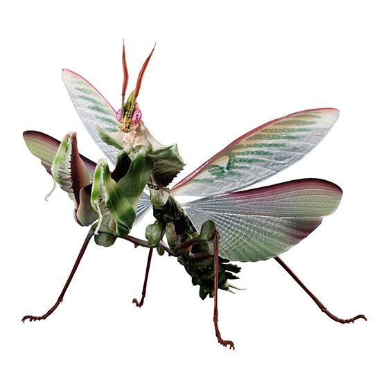 タンザニア産ニセハナマオウカマキリ5 106mm ニセハナマオウカマキリ